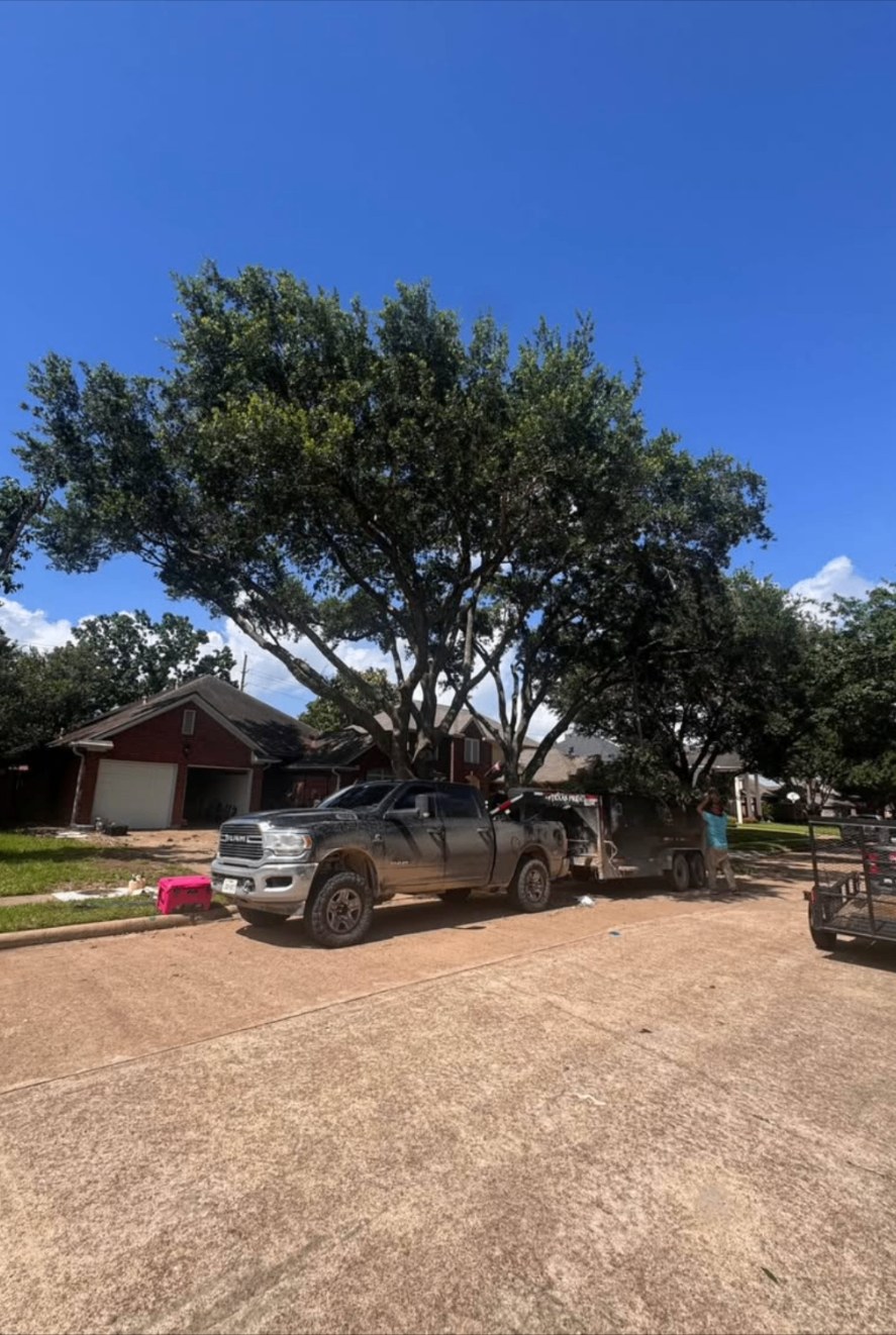 Tree Trimming work in Austin, TX